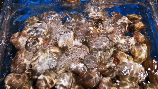实拍超市生鲜海鲜花甲视频素材模板下载