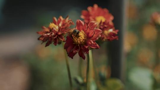 一只蜜蜂在一朵红花上的特写