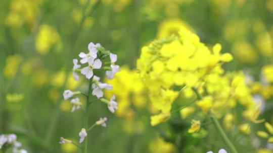 油菜花油菜花 春暖花开 农村农业