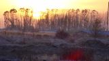 新疆村庄 黄昏景色 树林 晚霞高清在线视频素材下载