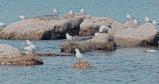8k 实拍海边礁石上的海鸟海鸥高清在线视频素材下载