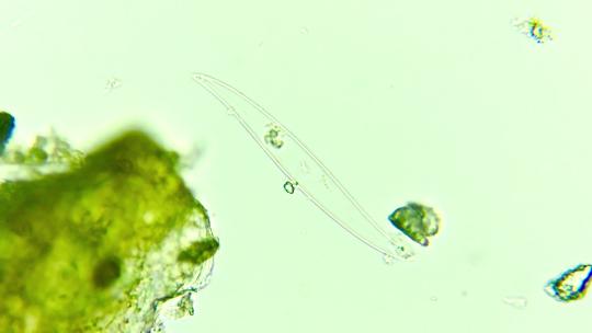 显微镜下的硅藻外壳视频素材模板下载