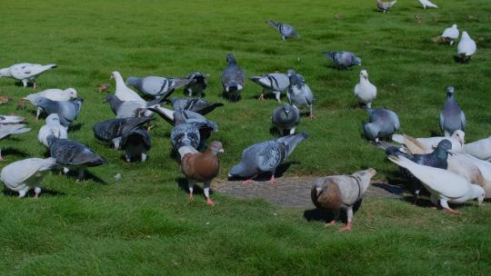 草地草坪上觅食的鸽子