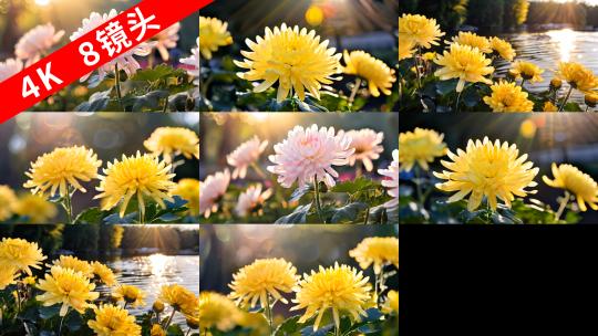 菊花 黄色粉色祭奠池塘河边赏花植雏菊4K高清在线视频素材下载