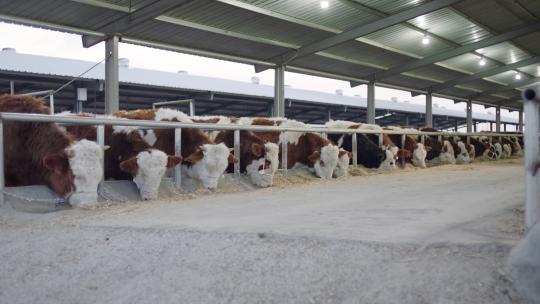 一群牛在养牛场牛棚吃草视频素材模板下载