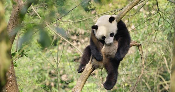 懒洋洋的大熊猫在树上睡觉