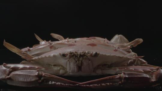 螃蟹飞蟹梭子蟹LOG原视频素材
