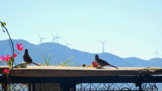 福建漳州房地产住户阳台上吃米的鸟