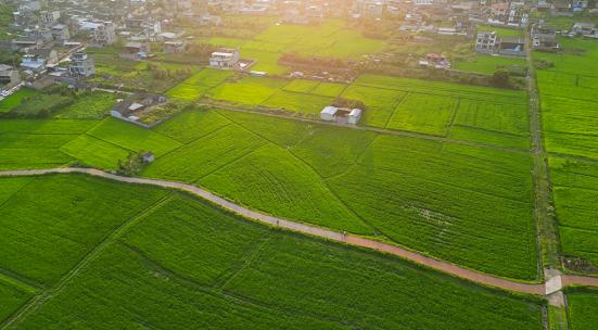 水稻稻田