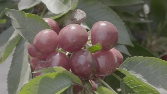 大樱桃种植LOG视频素材