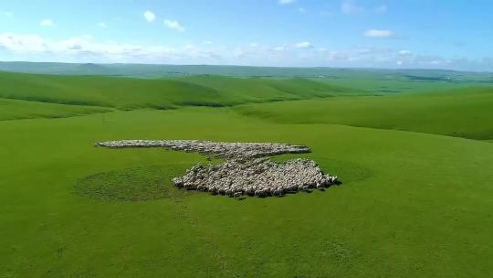 大草原羊群放牧视频素材模板下载