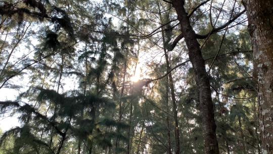 树林里的阳光