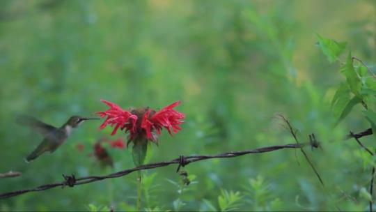 蜂鸟在红色的花上觅食