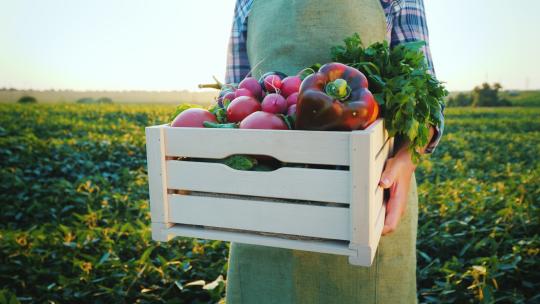 一个人在田野里抱着一箱新鲜的蔬菜