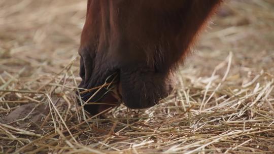  马吃干草的特写镜头