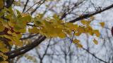 秋天微风中金黄的银杏叶高清在线视频素材下载