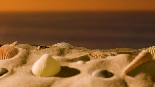 沙滩上的贝壳海星特写