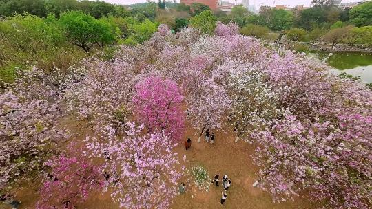 广州华农春日绝美校园紫荆花盛开航拍4K视频