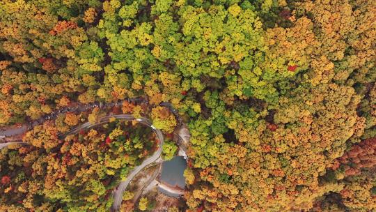 秋天树林美景航拍视频素材模板下载