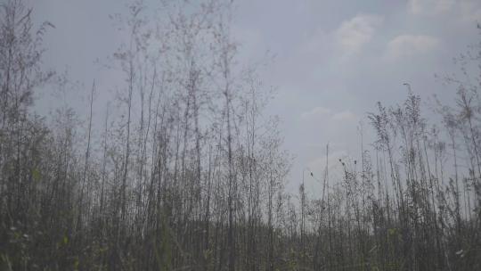 自然、荒野杂草、花花草草、静谧之地 (6)视频素材模板下载