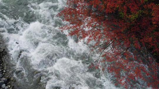 秋天红叶下的清澈溪流