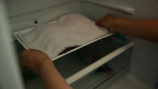 【镜头合集】湿布覆盖梭子蟹螃蟹放入冰箱