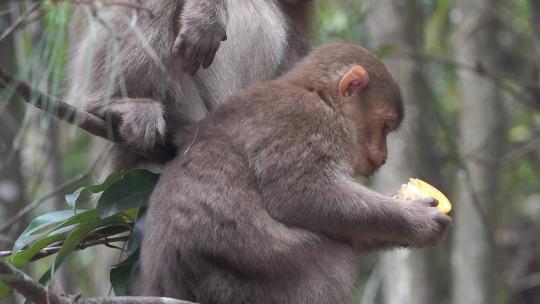 湖南郴州莽山猴子在树上吃东西