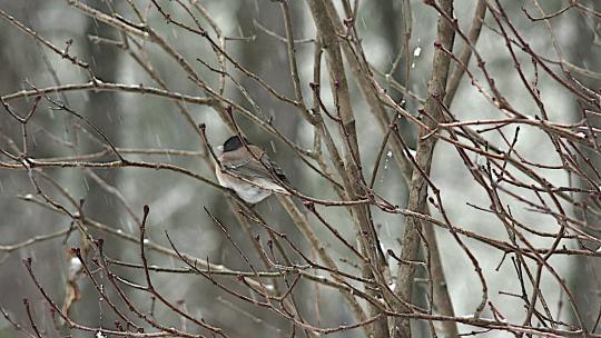 小鸟栖息在雪地里光秃秃树枝上视频素材模板下载