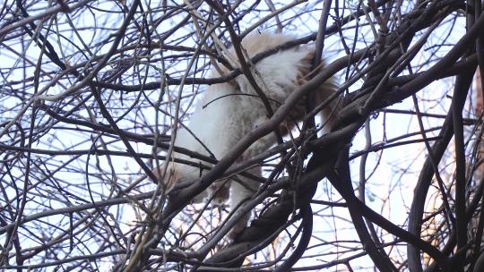 小猫上树在树上爬行动作