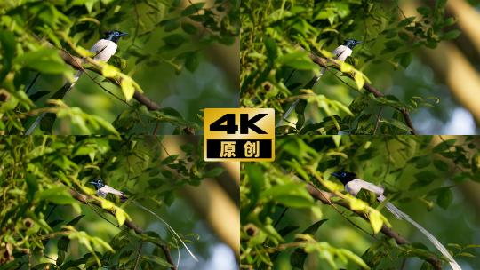 鸟森林阳光生态自然绶带鸟高清在线视频素材下载