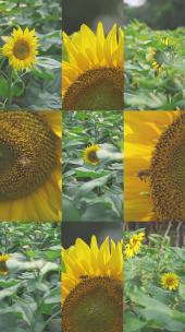 春夏季向日葵田和蜜蜂合集竖版高清在线视频素材下载