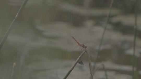 湖面蜻蜓慢镜头视频素材模板下载