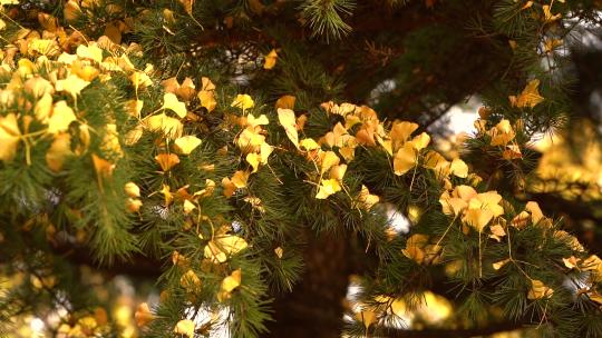 金色秋天 秋天 唯美秋景 金秋