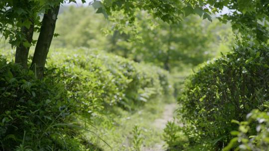 茶叶 茶场 茶山 南方茶场 绿茶