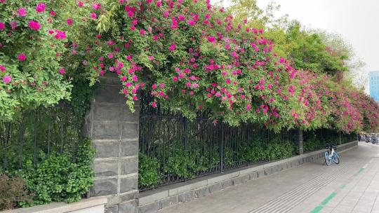 济南老城区蔷薇花盛开，路边蔷薇花美景