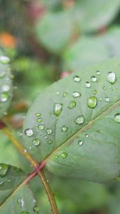 雨天叶子上的露水微距水滴4k超清