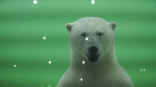 北极熊标本视频素材模板下载