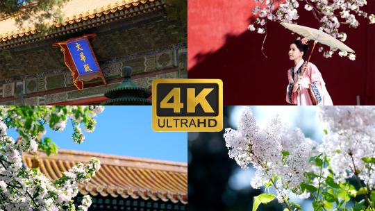 4K升格实拍北京故宫内盛开的海棠花丁香花视频素材模板下载