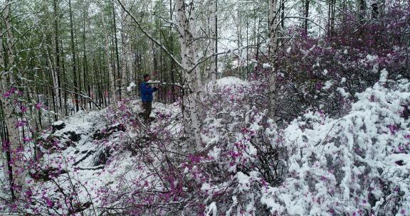 航拍雪压杜鹃（五月末杜鹃花开时普降瑞雪）