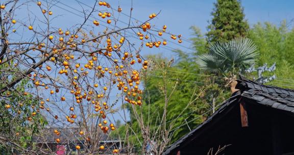 乡村房屋后挂满果实的柿子树