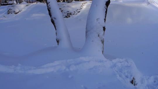 冬天公园老树小河雪景