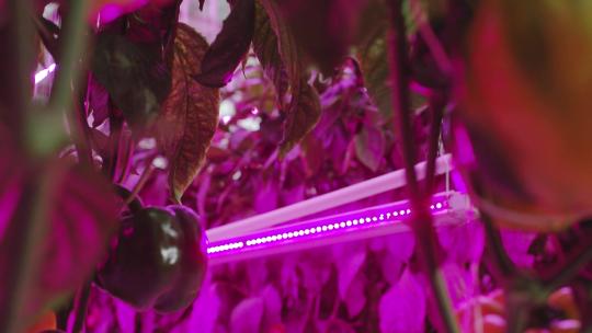 现代农业大棚菜椒红外线照射科技农业农产品视频素材模板下载