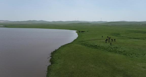 内蒙古赤峰草原马群