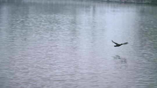 初春飘雪的北京北海公园里飞翔的野鸭子