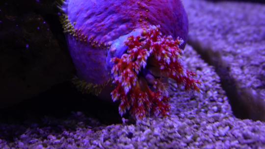 海苹果海葵触手珊瑚