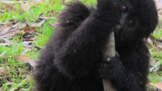 小猩猩吃了一棵桉树视频素材模板下载