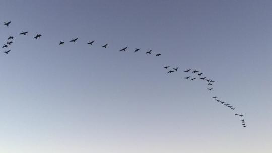 新西兰-划过蒂卡波湖上空的大雁