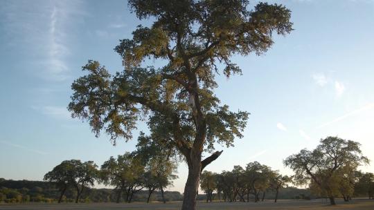当太阳落在湖上时，一棵大的德克萨斯橡树坐落在傍晚的阳光下。这日落需要