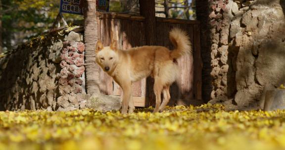 大黄狗在落满银杏叶的巷子里玩耍