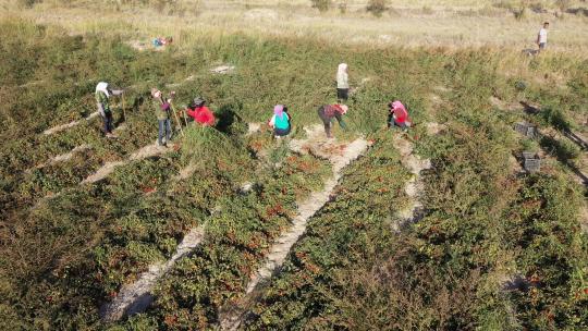 俯拍农村妇女采摘制种番茄